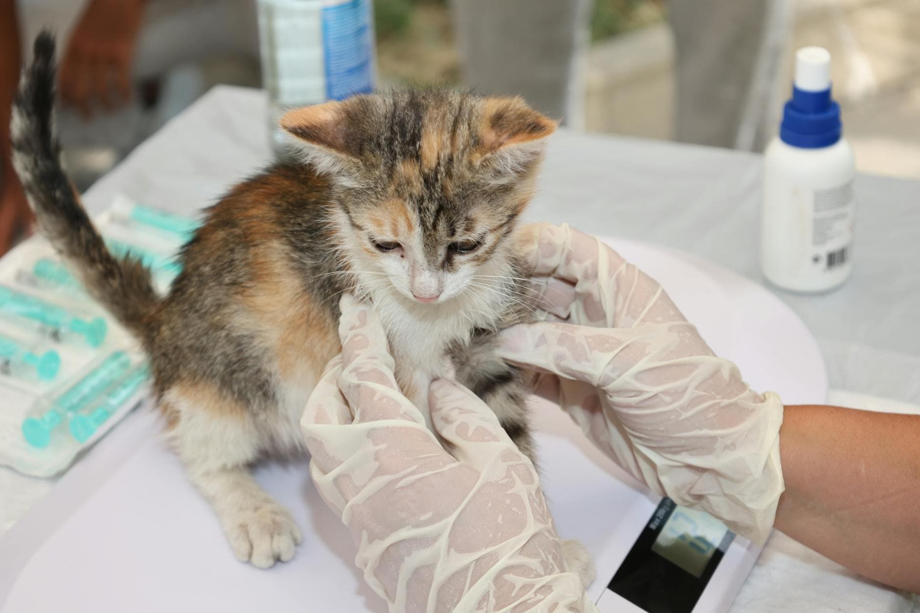 Find Veterinarian